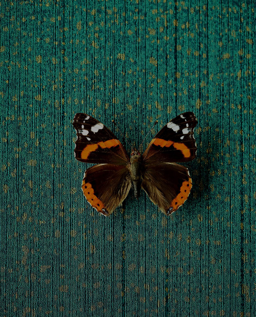 Nemo Dot Emerald wallpaper